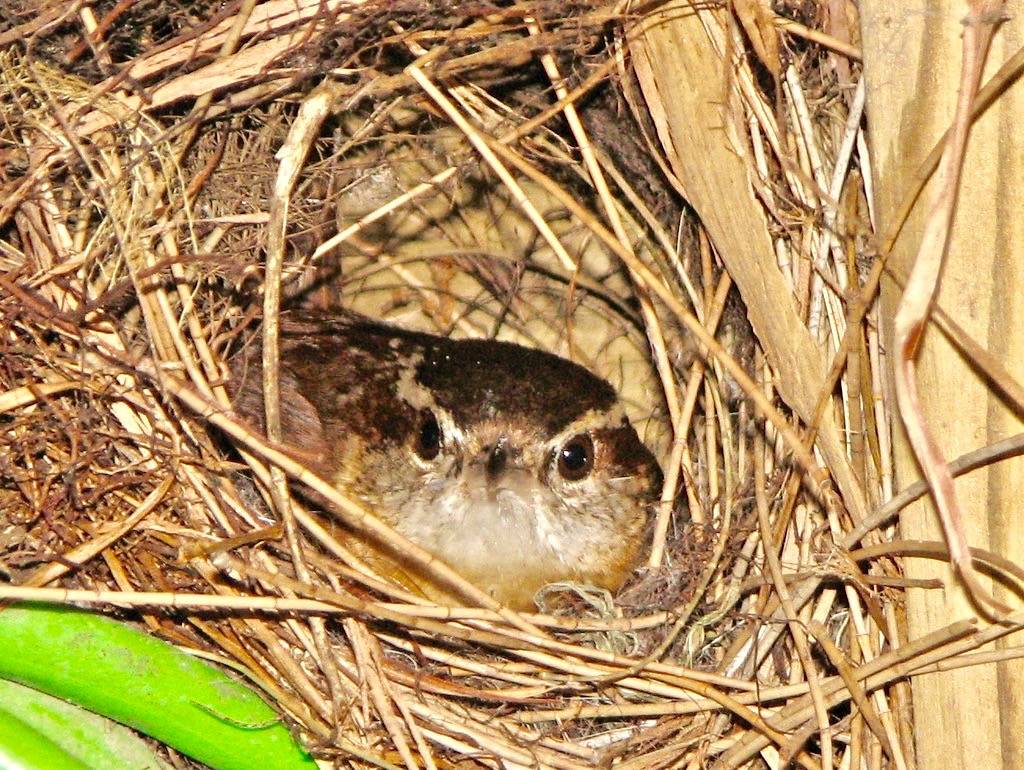 Nesting Carolina wren by Gabriel Kamener is licensed under CC BY-NC-SA 2.0